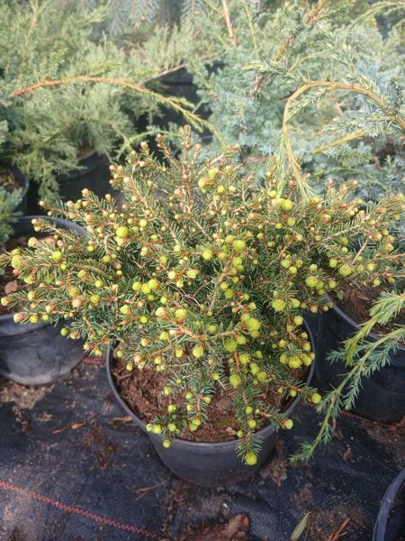 Ель обыкновенная Нидиформис. (Picea abies Nidiformis) С3 CS2079 фото
