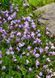 Мазус ползучий&nbsp;(Mazus reptans) горшок Р9 R29596 фото 2