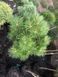 Сосна черная Глобоза. (Pinus nigra Globosa) ШТАМБ CS2379 фото 4