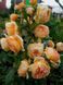 Роза &laquo;Crown Princess Margareta&raquo; в горшке объемом 4 л V10167 фото 3