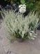 Вереск обыкновенный &laquo;Бетти&raquo;. (Calluna vulgaris Garden girls&reg; Betty) V45188 фото 2