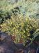 Ель обыкновенная Нидиформис. (Picea abies Nidiformis) С3 CS2079 фото 3