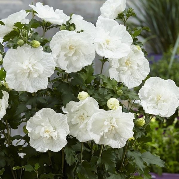 Гибискус сирийский Вайт Шифон. (Hibiscus syriacus White Chiffon) Р9 CS2632 фото