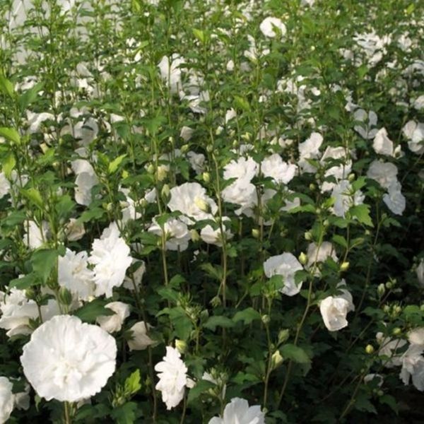 Гибискус сирийский Вайт Шифон. (Hibiscus syriacus White Chiffon) Р9 CS2632 фото