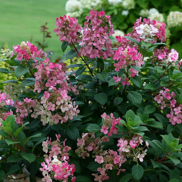 Гортензия метельчатая &laquo;Дарума&raquo; (Hydrangea paniculata &bdquo;Dharuma&ldquo;) &mdash; компактный, изящный сорт японской селекции С3
