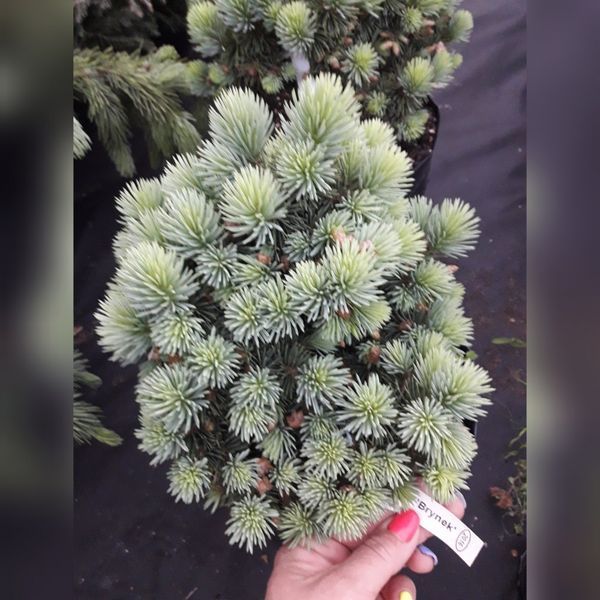 Ель колючая Брунек. (Picea pungens Brynek) С15 CS2129 фото
