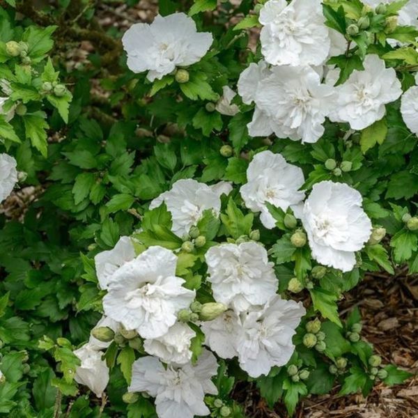 Гибискус сирийский Вайт Шифон. (Hibiscus syriacus White Chiffon) Р9 CS2632 фото