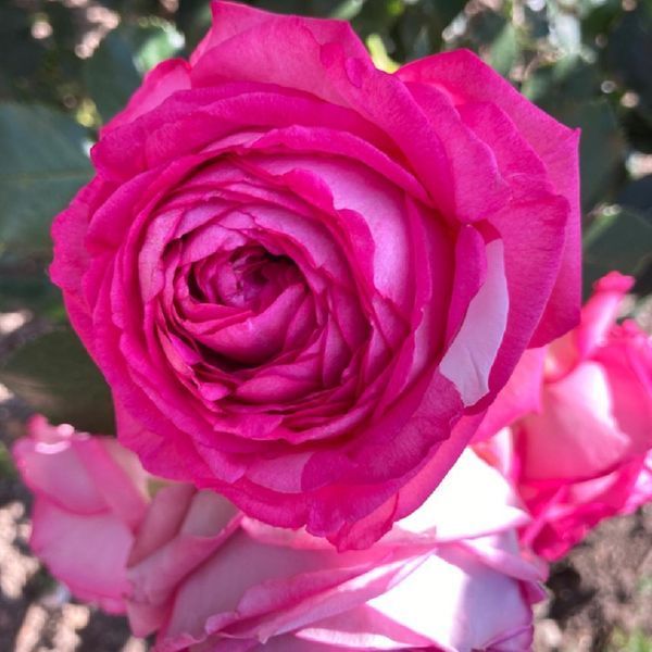 Троянда Цикламен П&rsquo;єр де Ронсар (Cyclamen Pierre de Ronsard) &ndash; плетиста, саджанець у горщику 4 л