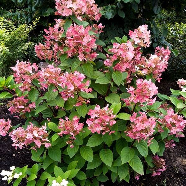 Гортензия метельчатая &laquo;Дарума&raquo; (Hydrangea paniculata &bdquo;Dharuma&ldquo;) &mdash; компактный, изящный сорт японской селекции С3