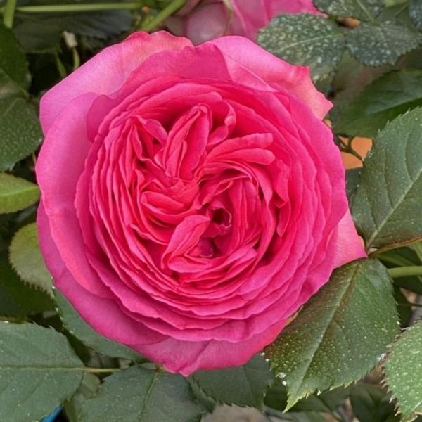 Троянда Цикламен П&rsquo;єр де Ронсар (Cyclamen Pierre de Ronsard) &ndash; плетиста, саджанець у горщику 4 л