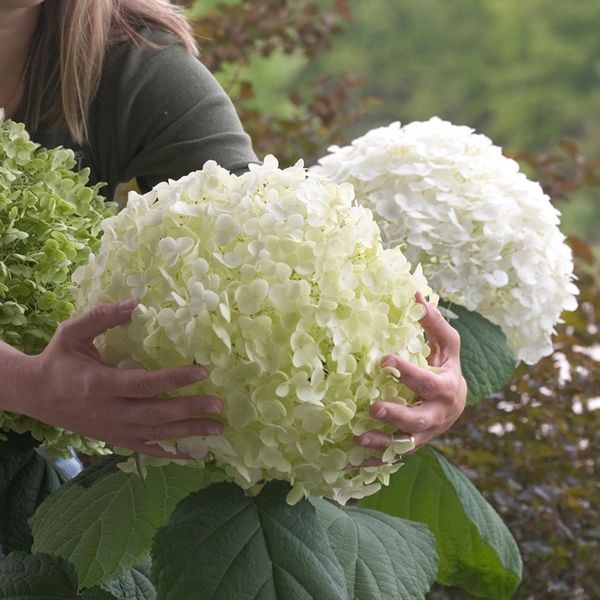 Гортензия древовидная Стронг Анабель. (Hydrangea arborescens Strong Annabelle) С2 CS2782 фото