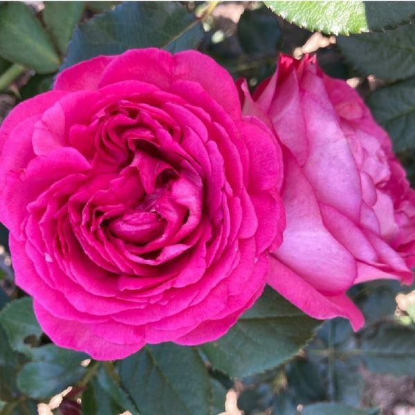 Троянда Цикламен П&rsquo;єр де Ронсар (Cyclamen Pierre de Ronsard) &ndash; плетиста, саджанець у горщику 4 л