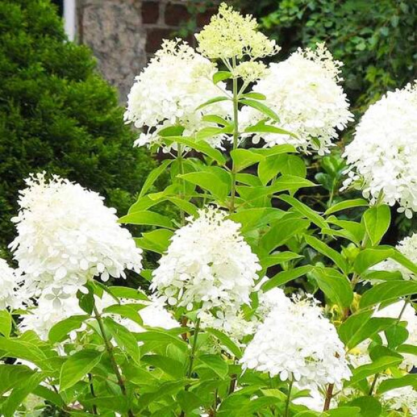 Гортензія волотиста Прім Вайт (Hydrangea paniculata Prim'White) кущ в горщику 12л, 7 років