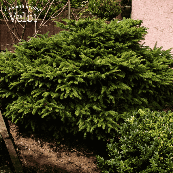 Ель обыкновенная Нидиформис. (Picea abies Nidiformis) С3 CS2079 фото