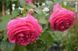 Троянда Цикламен П&rsquo;єр де Ронсар (Cyclamen Pierre de Ronsard) &ndash; плетиста, саджанець у горщику 4 л V10893 фото 8