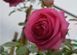 Троянда Цикламен П&rsquo;єр де Ронсар (Cyclamen Pierre de Ronsard) &ndash; плетиста, саджанець у горщику 4 л V10893 фото 3