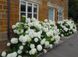 Гортензия древовидная Стронг Анабель. (Hydrangea arborescens Strong Annabelle) С2 CS2782 фото 5