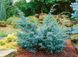 Ялівець китайський Блю Альпс. (Juniperus chinensis Blue Alps) С3 CS2229 фото 2