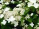 Гортензія волотиста Прім Вайт (Hydrangea paniculata Prim'White) кущ в горщику 12л, 7 років V20248 фото 2