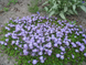 Мазус ползучий&nbsp;(Mazus reptans) горшок Р9 R29596 фото 4