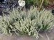 Вереск обыкновенный &laquo;Бетти&raquo;. (Calluna vulgaris Garden girls&reg; Betty) V45188 фото 4