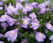 Мазус ползучий&nbsp;(Mazus reptans) горшок Р9 R29596 фото 1