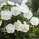 Гибискус сирийский Вайт Шифон. (Hibiscus syriacus White Chiffon) Р9 CS2632 фото 3