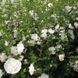 Гибискус сирийский Вайт Шифон. (Hibiscus syriacus White Chiffon) Р9 CS2632 фото 4