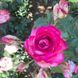 Троянда Цикламен П&rsquo;єр де Ронсар (Cyclamen Pierre de Ronsard) &ndash; плетиста, саджанець у горщику 4 л V10893 фото 5