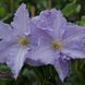 Клематис Блекитны Аниол/Блю Ангел. (Clematis Blekitny Aniol/Blue Angel) ІІІ группа CS1702 фото 3