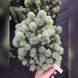 Ель колючая Брунек. (Picea pungens Brynek) С15 CS2129 фото 2