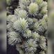 Ель колючая Брунек. (Picea pungens Brynek) С15 CS2129 фото 3