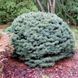 Ель колючая Брунек. (Picea pungens Brynek) С15 CS2129 фото 1