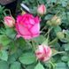 Троянда Цикламен П&rsquo;єр де Ронсар (Cyclamen Pierre de Ronsard) &ndash; плетиста, саджанець у горщику 4 л V10893 фото 4