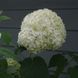 Гортензия древовидная Стронг Анабель. (Hydrangea arborescens Strong Annabelle) С2 CS2782 фото 2