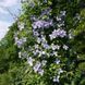 Клематис Блекитны Аниол/Блю Ангел. (Clematis Blekitny Aniol/Blue Angel) ІІІ группа CS1702 фото 4