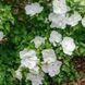 Гибискус сирийский Вайт Шифон. (Hibiscus syriacus White Chiffon) Р9 CS2632 фото 2