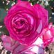 Троянда Цикламен П&rsquo;єр де Ронсар (Cyclamen Pierre de Ronsard) &ndash; плетиста, саджанець у горщику 4 л V10893 фото 6