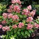 Гортензия метельчатая &laquo;Дарума&raquo; (Hydrangea paniculata &bdquo;Dharuma&ldquo;) &mdash; компактный, изящный сорт японской селекции С3 V10733 фото 3