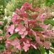 Гортензия метельчатая &laquo;Дарума&raquo; (Hydrangea paniculata &bdquo;Dharuma&ldquo;) &mdash; компактный, изящный сорт японской селекции С3 V10733 фото 1