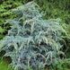 Ялівець китайський Блю Альпс. (Juniperus chinensis Blue Alps) С3 CS2229 фото 1