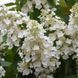 Гортензія волотиста Прім Вайт (Hydrangea paniculata Prim'White) кущ в горщику 12л, 7 років V20248 фото 1