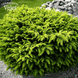 Ель обыкновенная Нидиформис. (Picea abies Nidiformis) С3 CS2079 фото 1