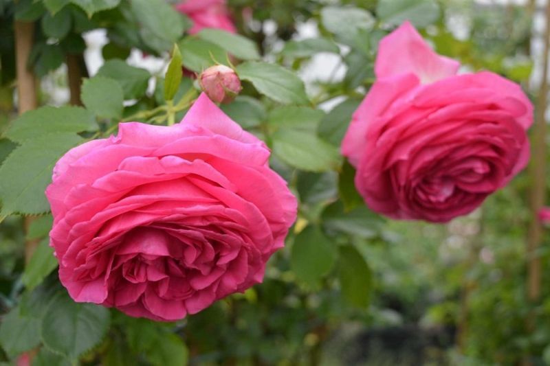 Троянда Цикламен П&rsquo;єр де Ронсар (Cyclamen Pierre de Ronsard) &ndash; плетиста, саджанець у горщику 4 л