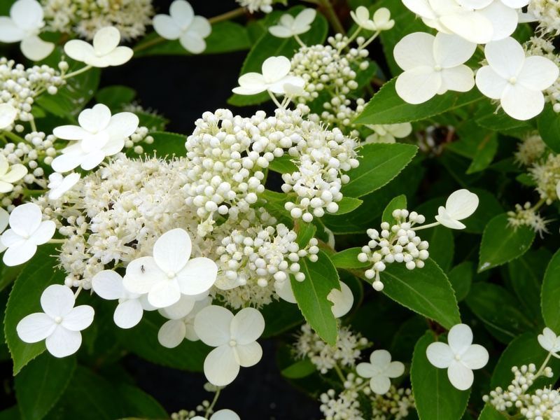 Гортензія волотиста Прім Вайт (Hydrangea paniculata Prim'White) кущ в горщику 12л, 7 років