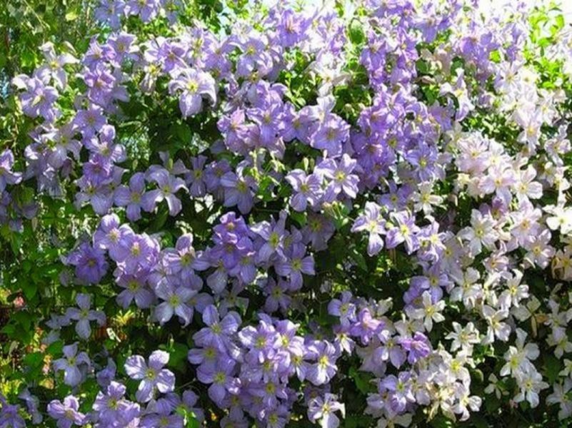 Клематис Блекитны Аниол/Блю Ангел. (Clematis Blekitny Aniol/Blue Angel) ІІІ группа