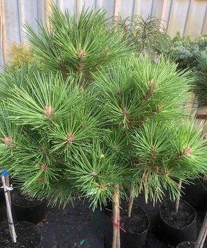 Сосна смолистая Джами. (Pinus resinosa Jami ) ШТАМБ CS2380 фото