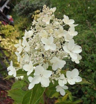 Гортензія волотиста Октоубер Брайд. (Hydrangea paniculata October Bride) Р9 CS2683 фото