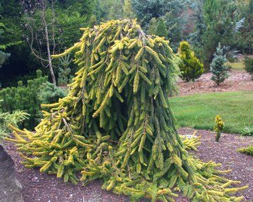 Ель обыкновенная Голден Дрифт. (Picea abies Gold Drift) С30 на ШТАМБЕ CS2130 фото