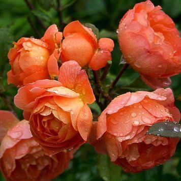 Роза Леди Эмма Гамильтон. (Lady Emma Hamilton) АНГЛ.